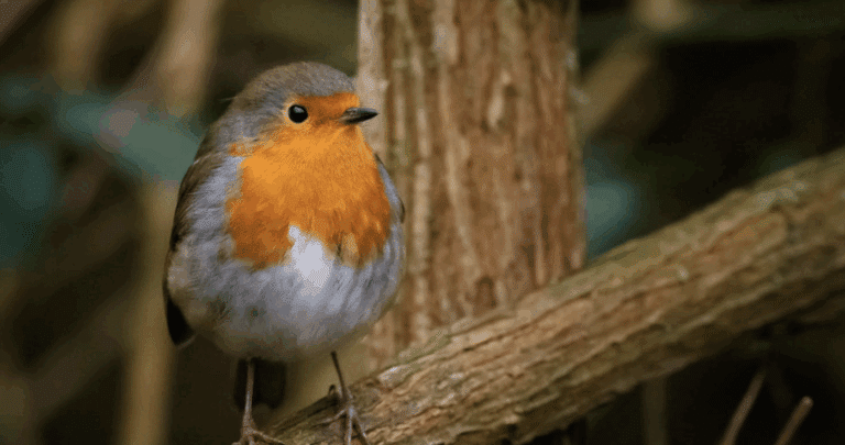 Vogels spotten